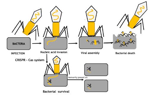 Figure 1: How bacteria use CRISPR/Cas to fight viruses.